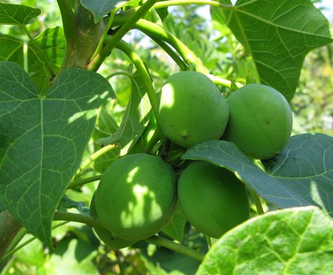 copy-of-img_5791 Газохол и бирманский орешек