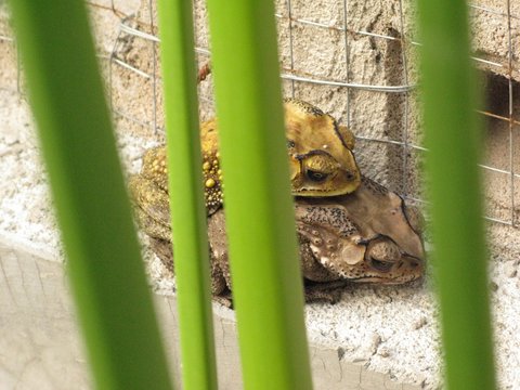 frogs1